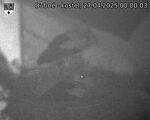 Capi_Dubne_20250427_000003.jpg