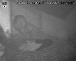 Capi_Dubne_20250427_002002.jpg