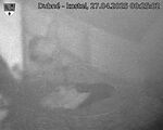 Capi_Dubne_20250427_002502.jpg