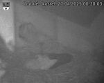 Capi_Dubne_20250427_003003.jpg