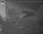 Capi_Dubne_20250427_005002.jpg