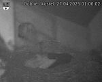 Capi_Dubne_20250427_010002.jpg