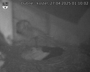 Capi_Dubne_20250427_011003.jpg (1350 x 1080)