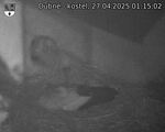 Capi_Dubne_20250427_011502.jpg