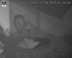 Capi_Dubne_20250427_012002.jpg
