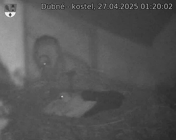 Capi_Dubne_20250427_012002.jpg (1350 x 1080)