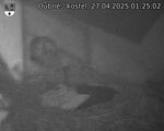 Capi_Dubne_20250427_012502.jpg