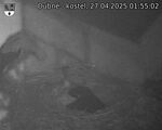 Capi_Dubne_20250427_015502.jpg