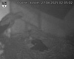 Capi_Dubne_20250427_020502.jpg