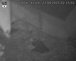 Capi_Dubne_20250427_021502.jpg