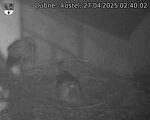 Capi_Dubne_20250427_024003.jpg