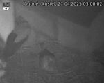 Capi_Dubne_20250427_030002.jpg