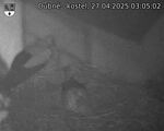 Capi_Dubne_20250427_030502.jpg