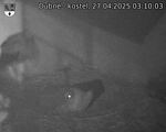 Capi_Dubne_20250427_031003.jpg