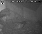 Capi_Dubne_20250427_031502.jpg
