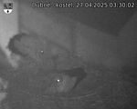 Capi_Dubne_20250427_033002.jpg