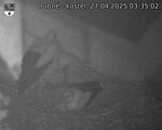 Capi_Dubne_20250427_033502.jpg