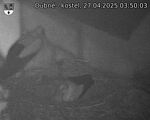 Capi_Dubne_20250427_035003.jpg