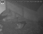 Capi_Dubne_20250427_040003.jpg
