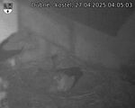 Capi_Dubne_20250427_040503.jpg