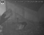 Capi_Dubne_20250427_041502.jpg