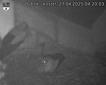 Capi_Dubne_20250427_042003.jpg