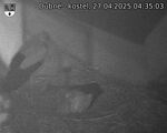 Capi_Dubne_20250427_043503.jpg