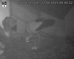 Capi_Dubne_20250427_044002.jpg