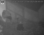 Capi_Dubne_20250427_044503.jpg