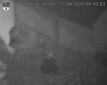 Capi_Dubne_20250427_045003.jpg