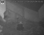 Capi_Dubne_20250427_045502.jpg