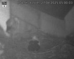 Capi_Dubne_20250427_050003.jpg