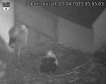Capi_Dubne_20250427_050503.jpg