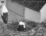 Capi_Dubne_20250427_052502.jpg