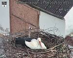 Capi_Dubne_20250427_054503.jpg