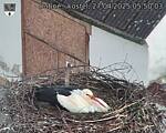 Capi_Dubne_20250427_055003.jpg