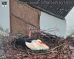 Capi_Dubne_20250427_055503.jpg