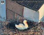 Capi_Dubne_20250427_061003.jpg
