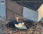 Capi_Dubne_20250427_061503.jpg