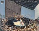 Capi_Dubne_20250427_062003.jpg