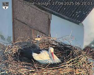 Capi_Dubne_20250427_062003.jpg (1350 x 1080)