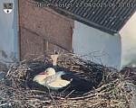 Capi_Dubne_20250427_063003.jpg