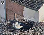 Capi_Dubne_20250427_063502.jpg