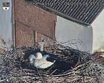 Capi_Dubne_20250427_064503.jpg