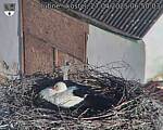 Capi_Dubne_20250427_065003.jpg