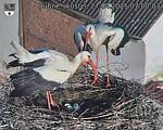 Capi_Dubne_20250427_070003.jpg