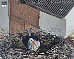 Capi_Dubne_20250427_070503.jpg