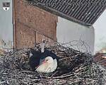 Capi_Dubne_20250427_071003.jpg