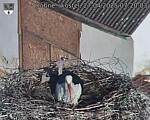 Capi_Dubne_20250427_072003.jpg