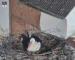 Capi_Dubne_20250427_073003.jpg
